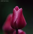 Tulip Pulchella